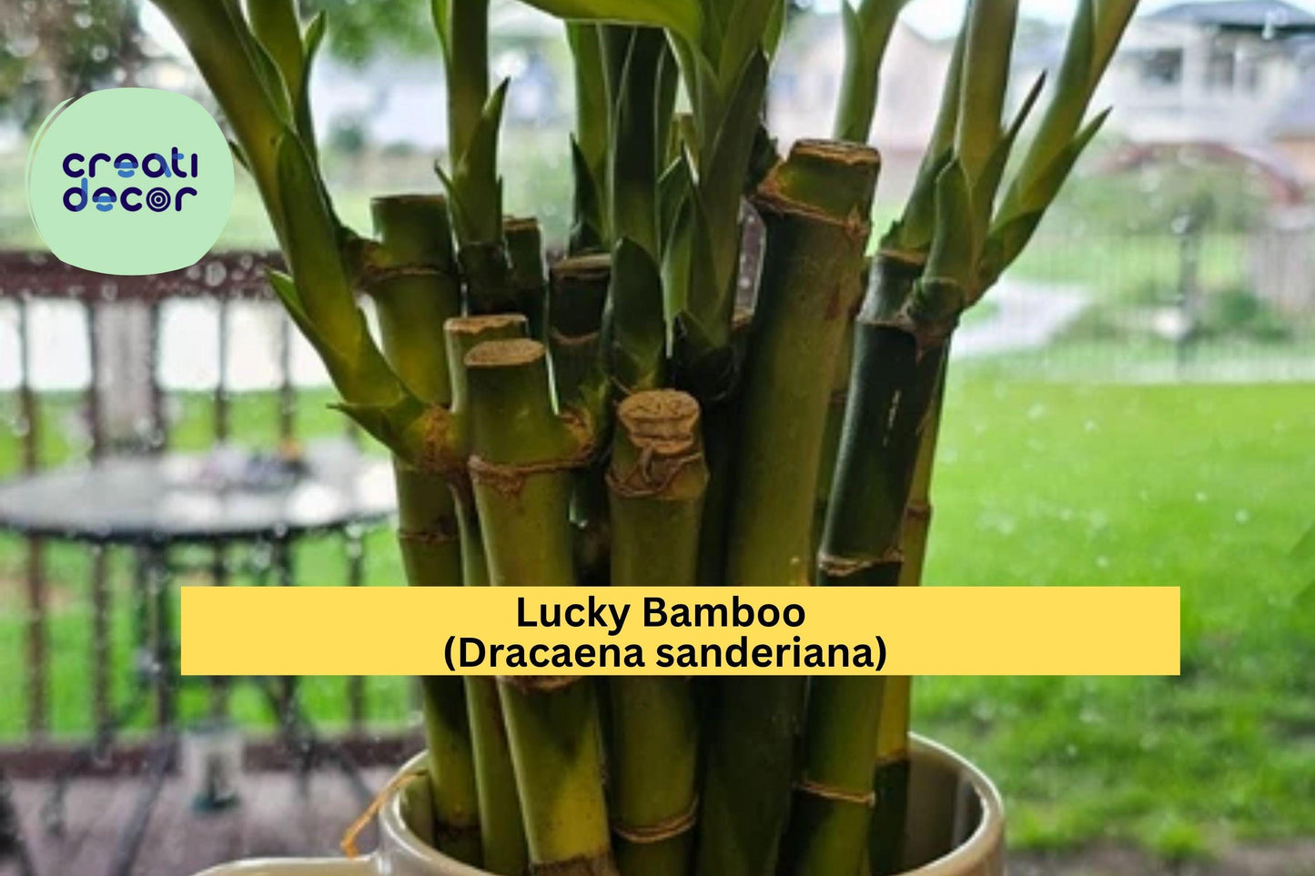 Lucky Bamboo Plants – 10 Live 6" Straight Stalks – Dracaena sanderiana – Indoor Decorative Plant Set for Home or Office Décor
