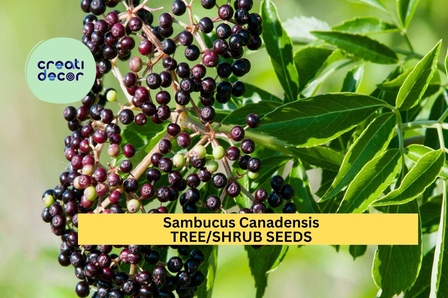 100 American Elderberry Seeds (Sambucus canadensis) – Native Shrub for Hedges, Wildlife Habitat, and Ornamental Landscaping