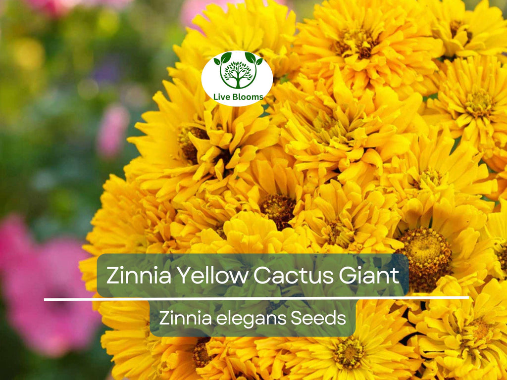 100 Zinnia elegans Yellow Cactus Giant Seeds - Huge Blooms, Non-GMO, Heirloom, Cut Flower Garden, Easy to Grow Annual