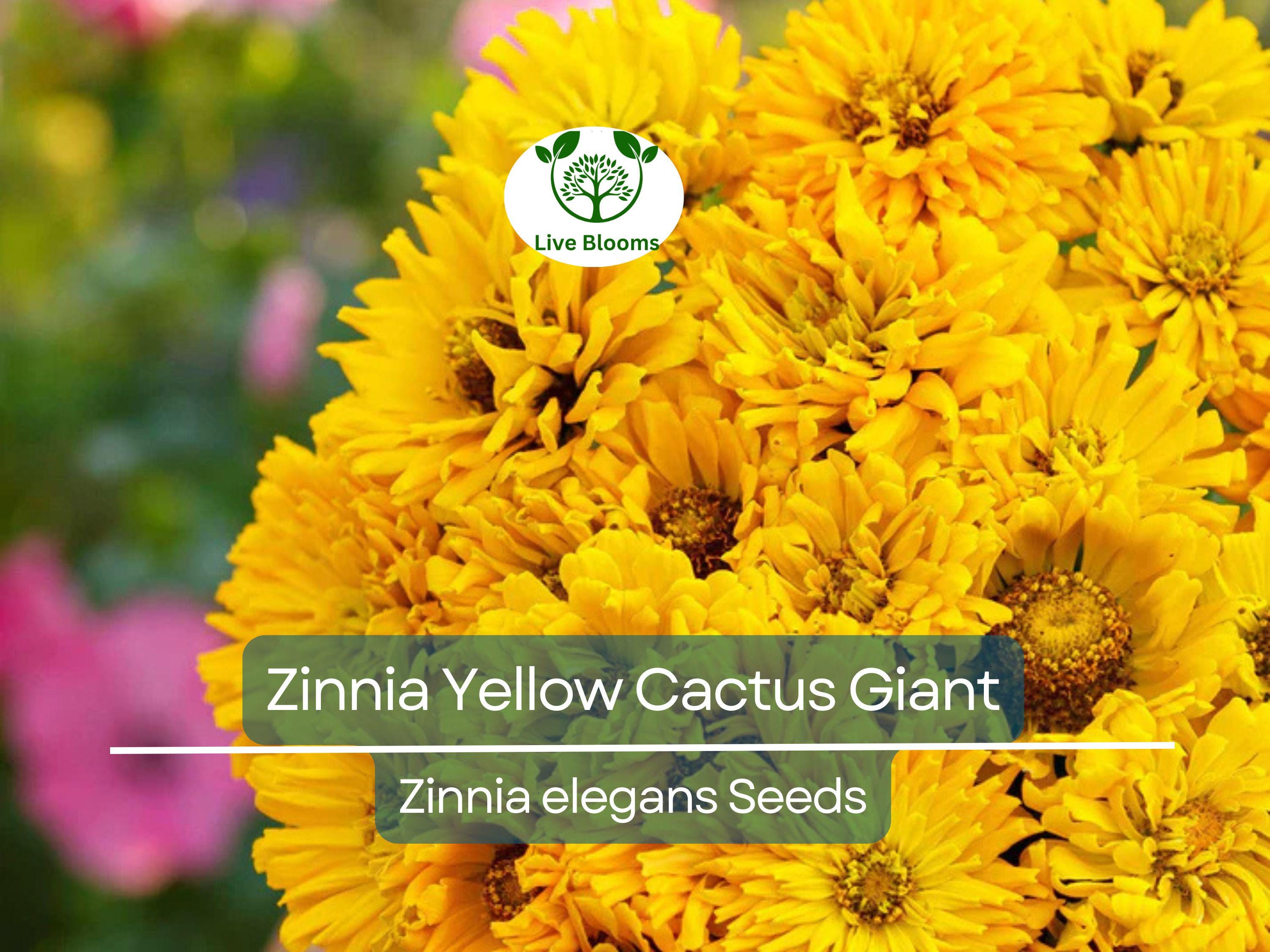 100 Zinnia elegans Yellow Cactus Giant Seeds - Huge Blooms, Non-GMO, Heirloom, Cut Flower Garden, Easy to Grow Annual