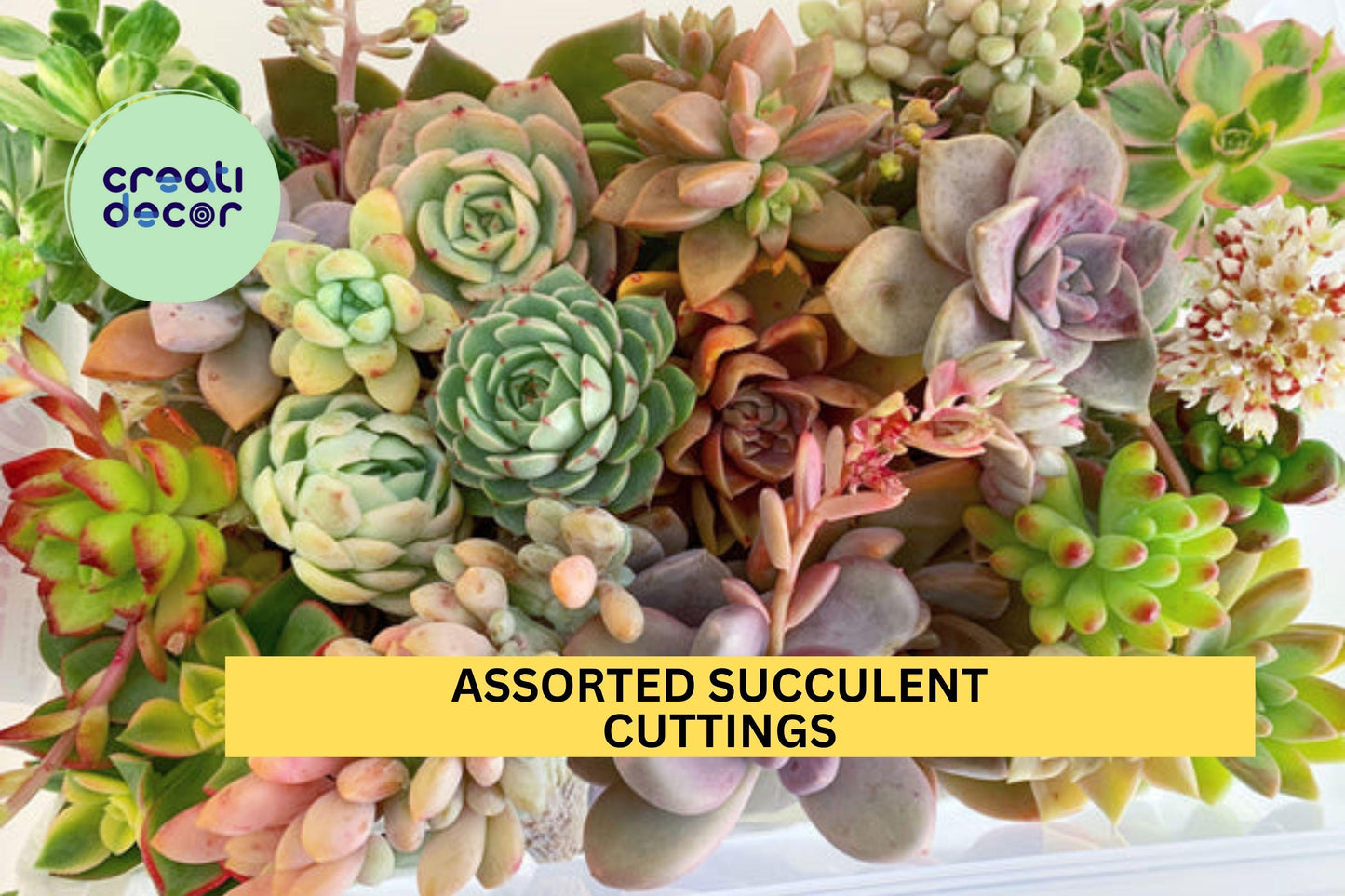 35 Assorted Succulent Cuttings – Mixed Sizes & Varieties + Free Bonus – Fresh Unrooted Starter Pack – Easy to Grow – Free Shipping – USA