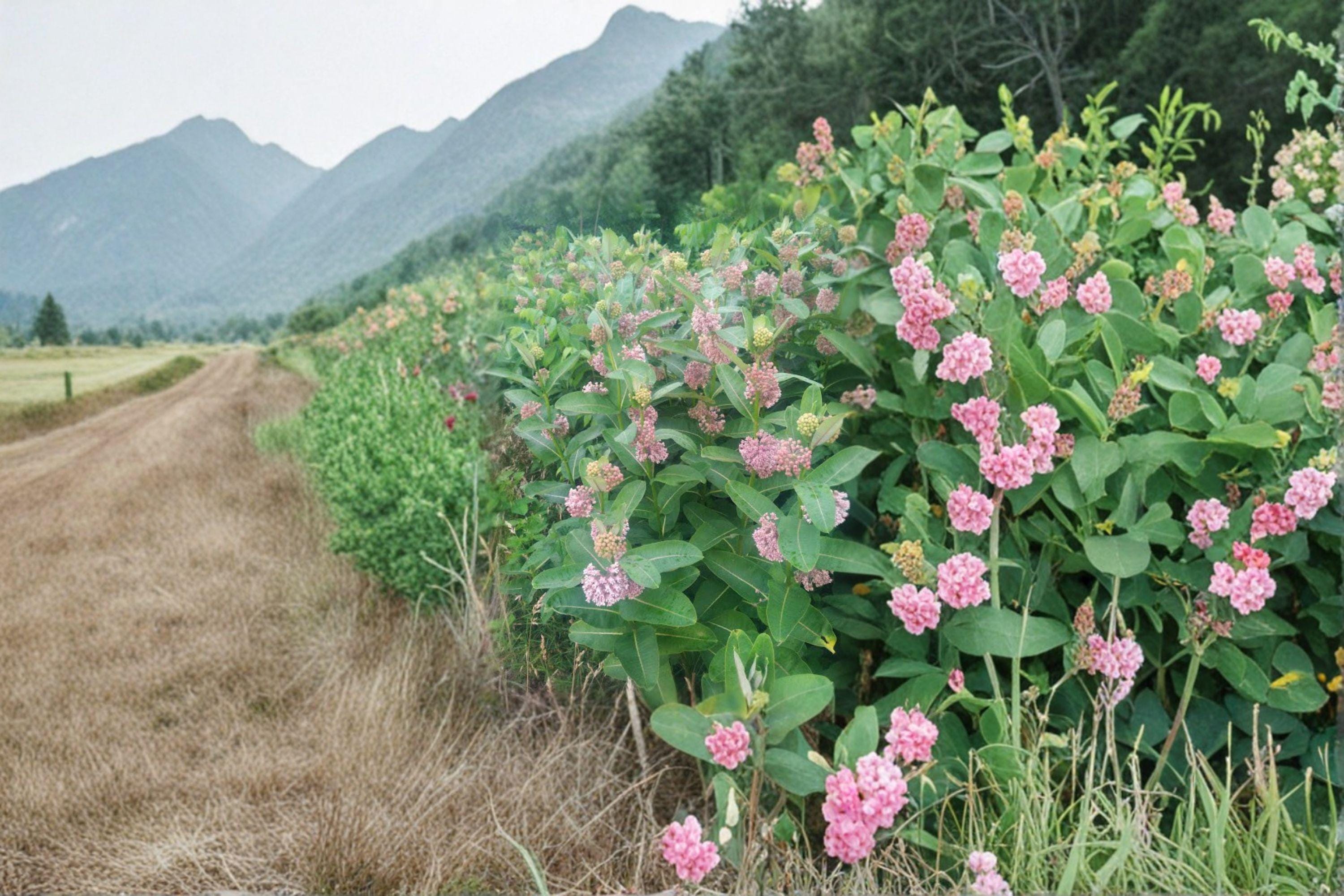 Asclepias syriaca – Common Milkweed | 15 Seeds | Native Milkweed Wildflower | Monarch Butterfly Host Plant