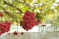 Kaiji Grape 1 Live Plant 1-2 FT (Vitis vinifera) Table Grape Vine