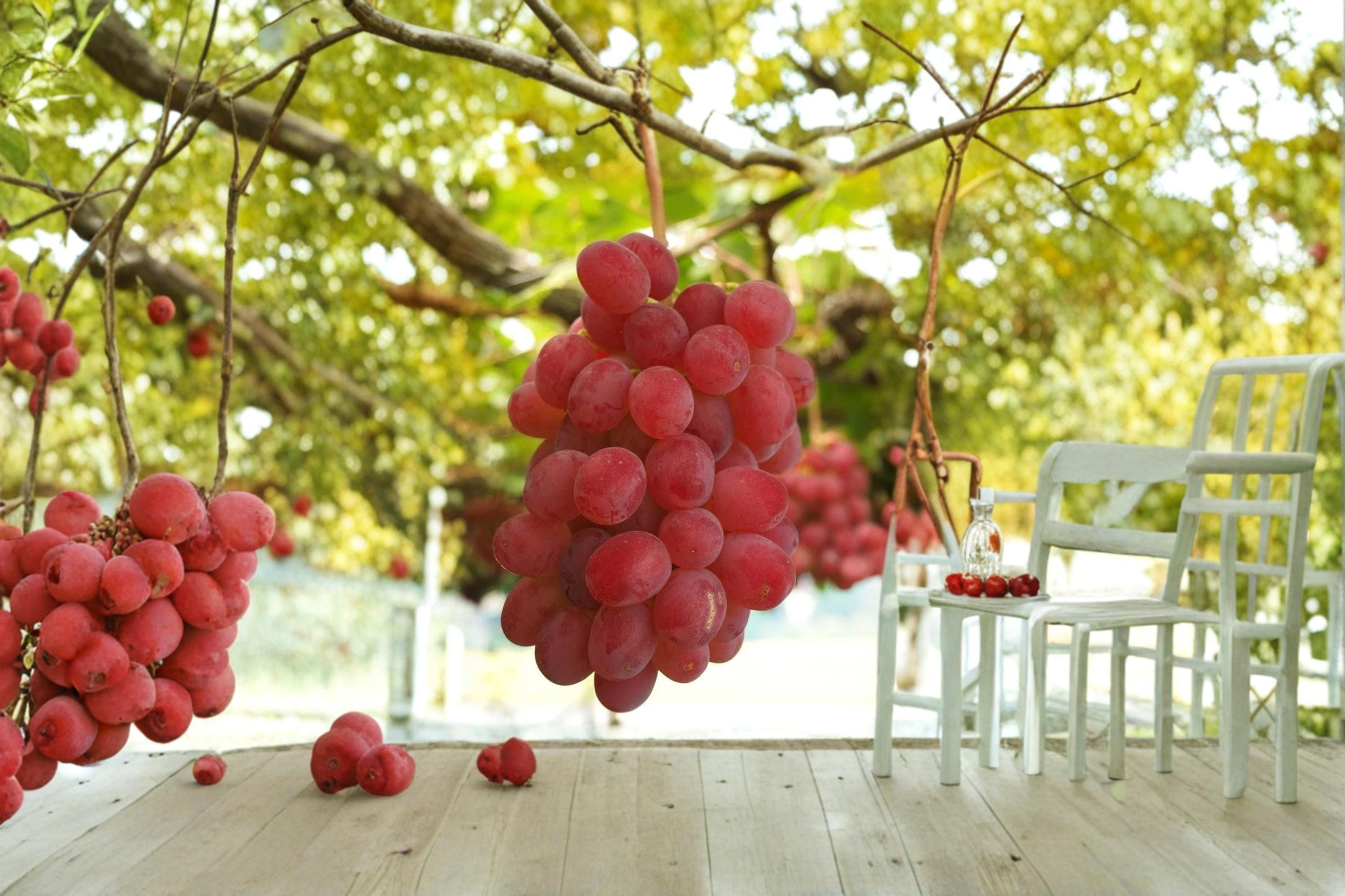 Kaiji Grape 1 Live Plant 1-2 FT (Vitis vinifera) Table Grape Vine