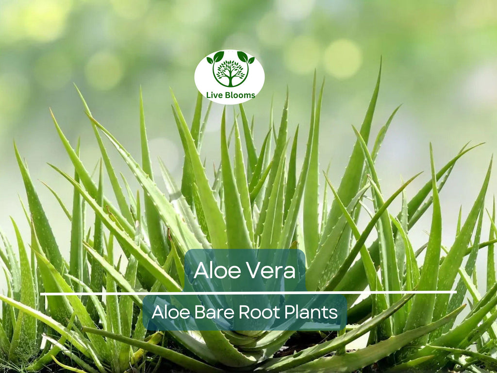 2 Organic Aloe Vera Plants – Live Bare Rooted – Succulent – Easy Care & Ready to Plant – Heirloom, Healthy Roots