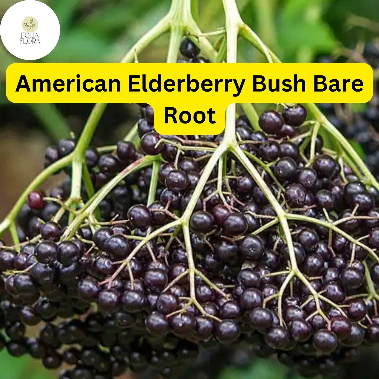 2 Sambucus canadensis American Elderberry Bush - Live Bare Root Plant for Zones 3-9 - Edible Berries, Wildlife-Friendly