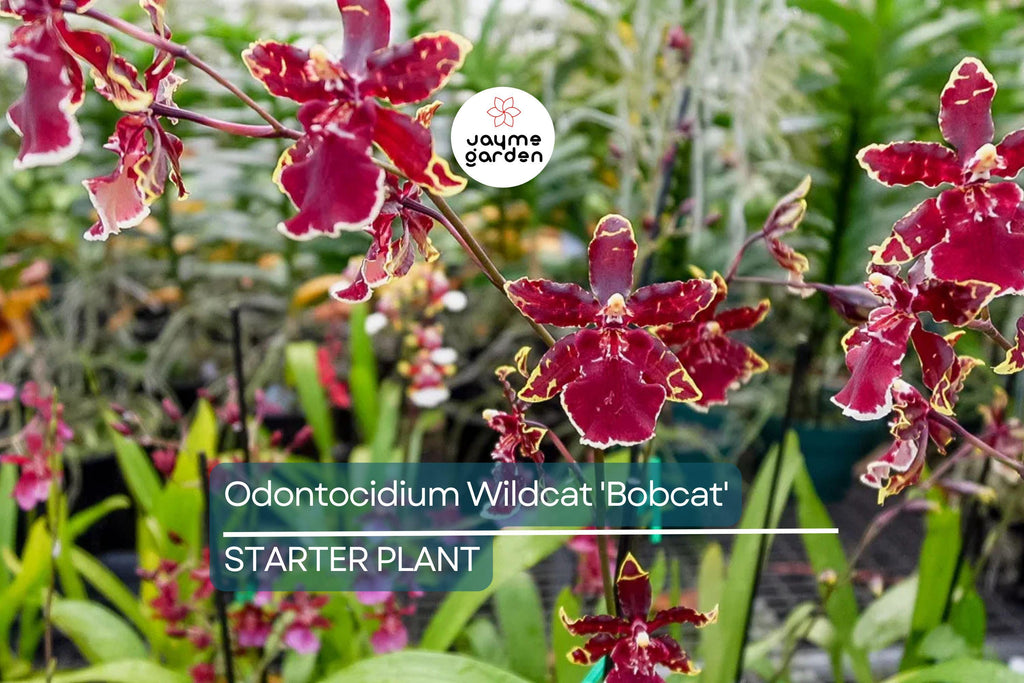Odonticidium Wildcat 'Bobcat' Orchid Plant | Burgundy & Yellow Blooms | AM/AOS Award | Live Starter Plant in 3" Pot