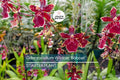 Odonticidium Wildcat 'Bobcat' Orchid Plant | Burgundy & Yellow Blooms | AM/AOS Award | Live Starter Plant in 3" Pot