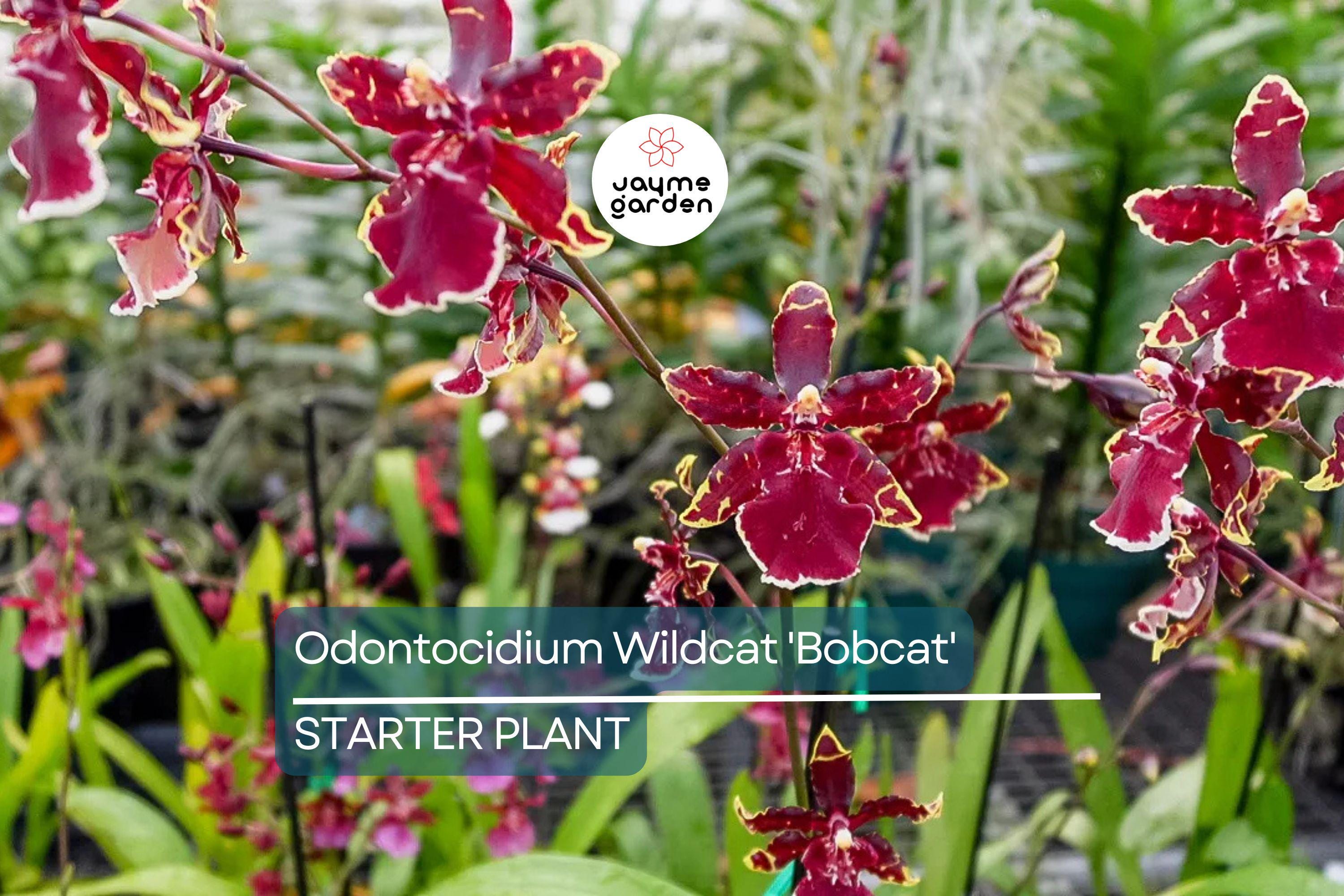 Odonticidium Wildcat 'Bobcat' Orchid Plant | Burgundy & Yellow Blooms | AM/AOS Award | Live Starter Plant in 3" Pot