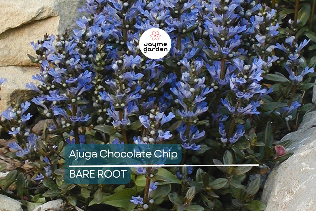 3 Live Ajuga Chocolate Chip Bugleweed Plants – Bare Root Perennial Ground Cover