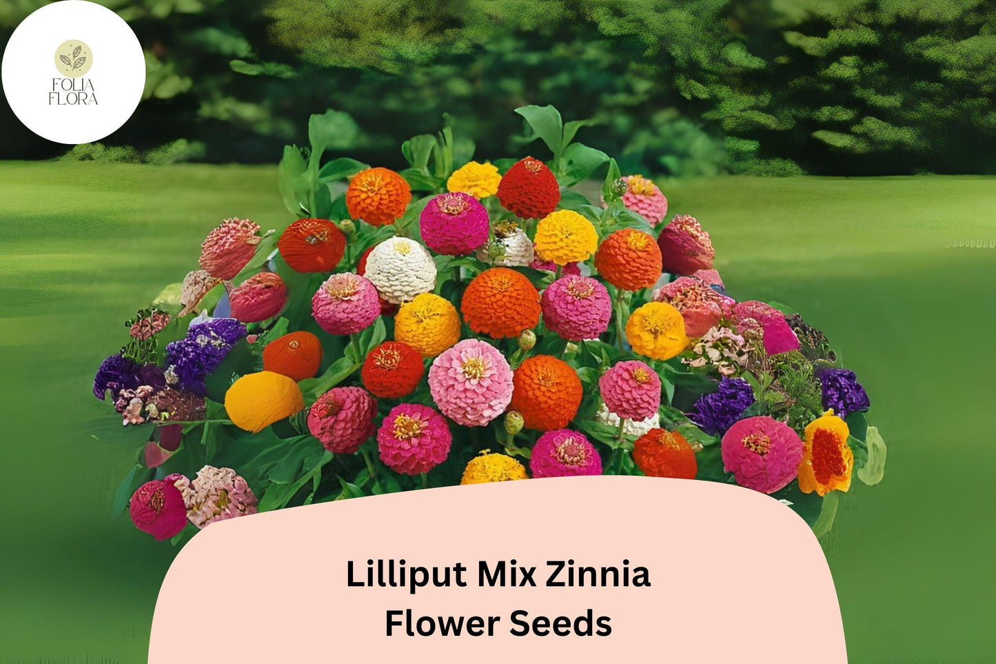 100+ Lilliput Mix Zinnia Seeds – Small Pompon Blooms for Borders, Bouquets & Summer Gardens