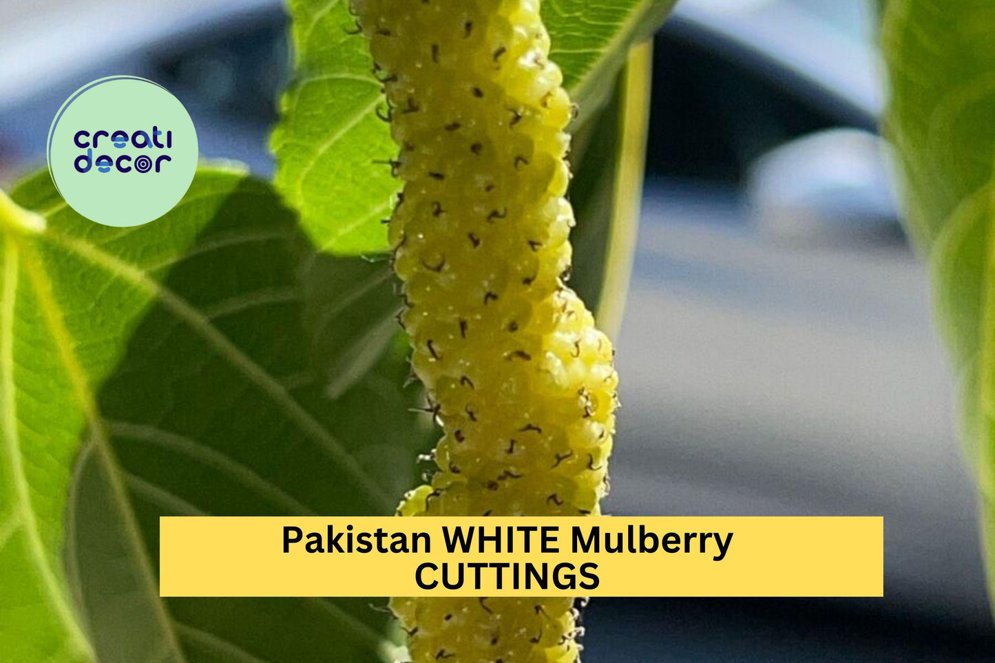 10x Pakistan White Mulberry Cuttings – Organic Fresh Wood for Rooting or Grafting, Rare Sweet Fruit Tree Variety – USA