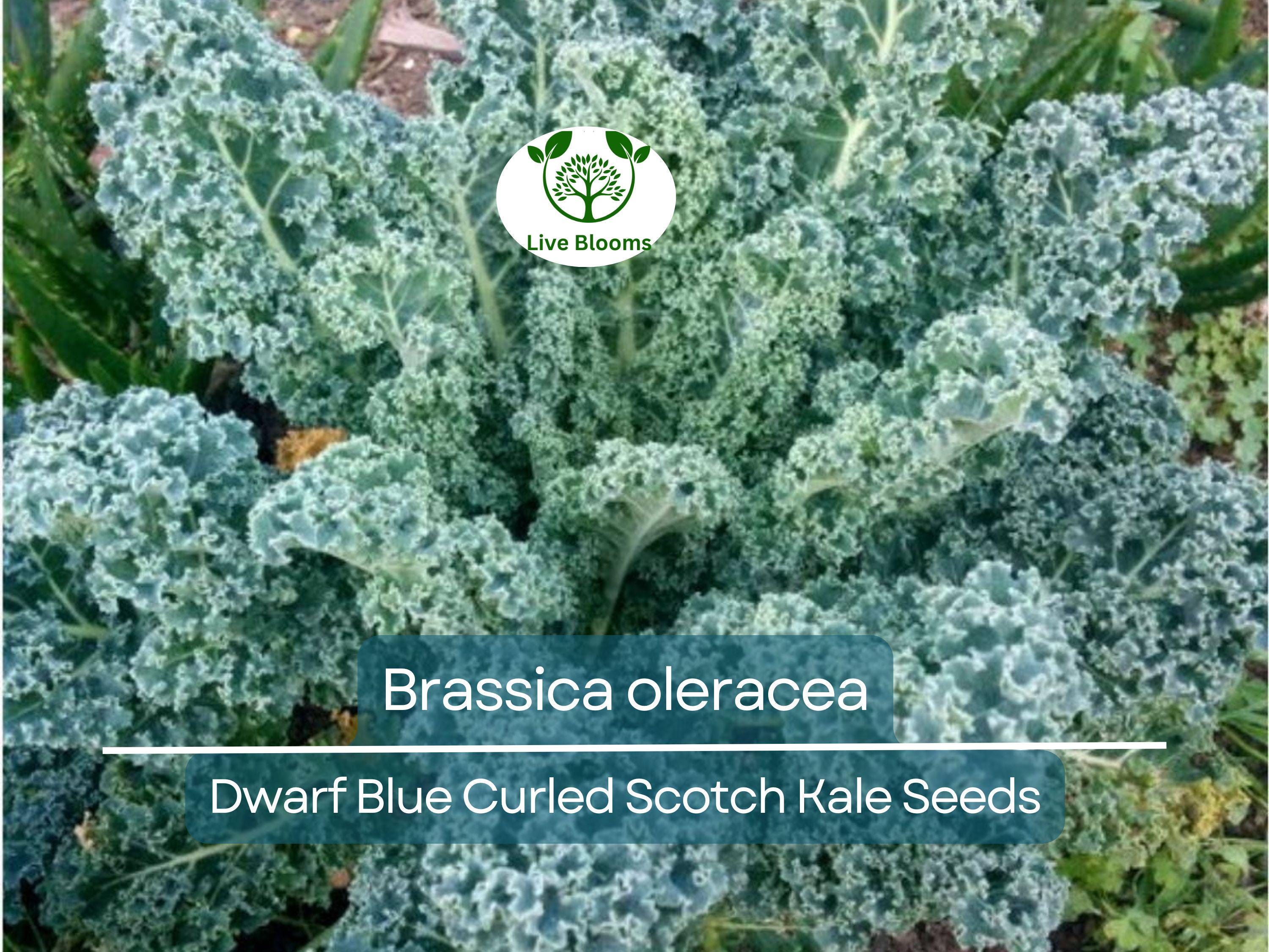 350 Dwarf Blue Curled Scotch Kale Seeds – Brassica oleracea Fresh, Nutritious Kale for Planting, Easy to Grow, Perfect for Salads & Cooking