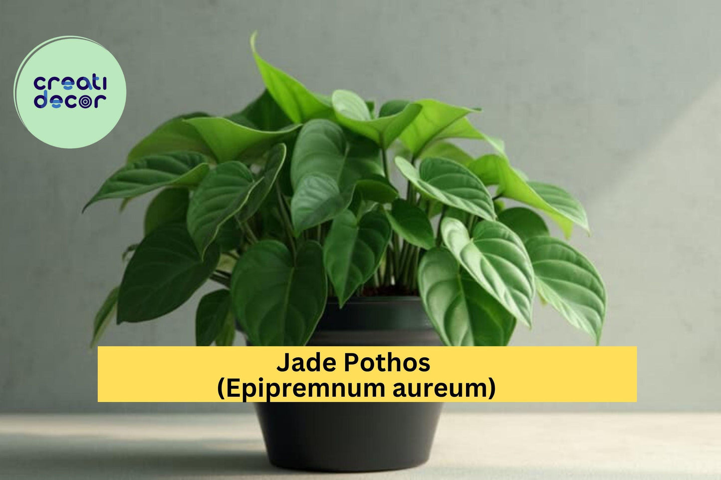 Jade Pothos – Epipremnum aureum – 10 Leaf Cuttings with Nodes & Air Roots, Easy Indoor Vining Plant for Home or Office