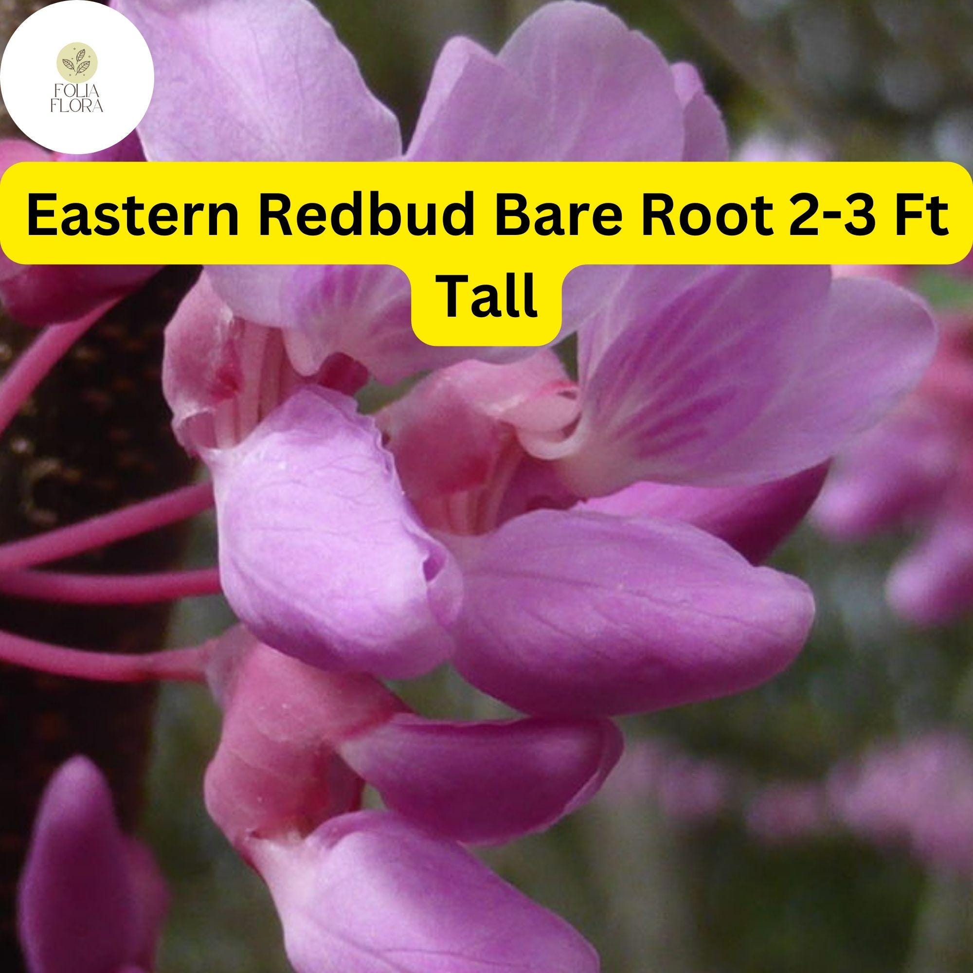 1 Eastern Redbud Tree, 2-3 Ft Tall, Live Bare Root Plant, Cercis canadensis, Ready to Plant