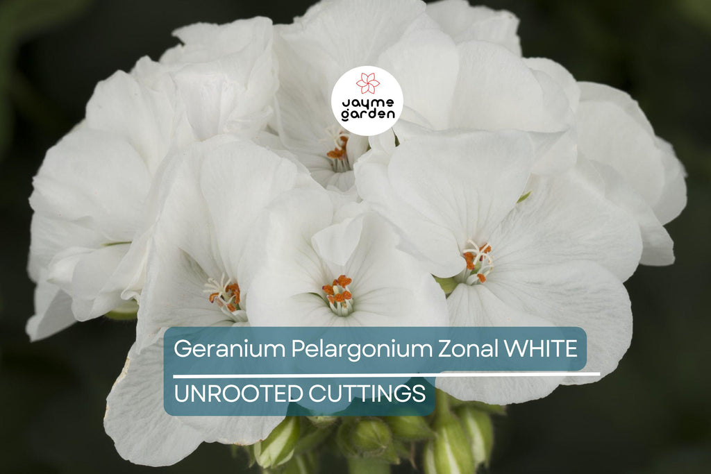 White Zonal Geranium Cuttings - 6" Unrooted Live Plant, Fast-Growing, Flowering Perennial for Outdoor Gardens, USDA Zones 10-11