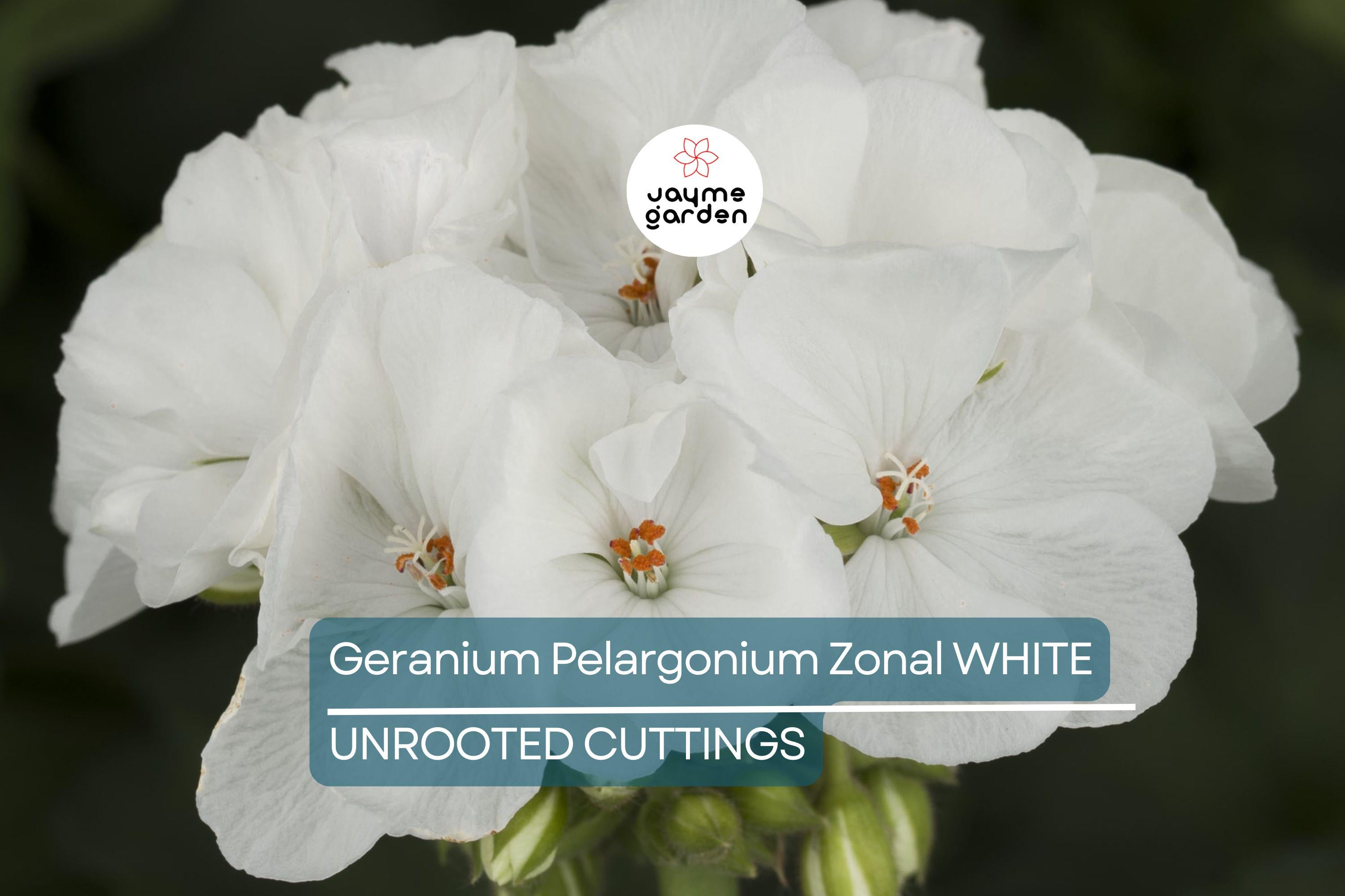 White Zonal Geranium Cuttings - 6" Unrooted Live Plant, Fast-Growing, Flowering Perennial for Outdoor Gardens, USDA Zones 10-11
