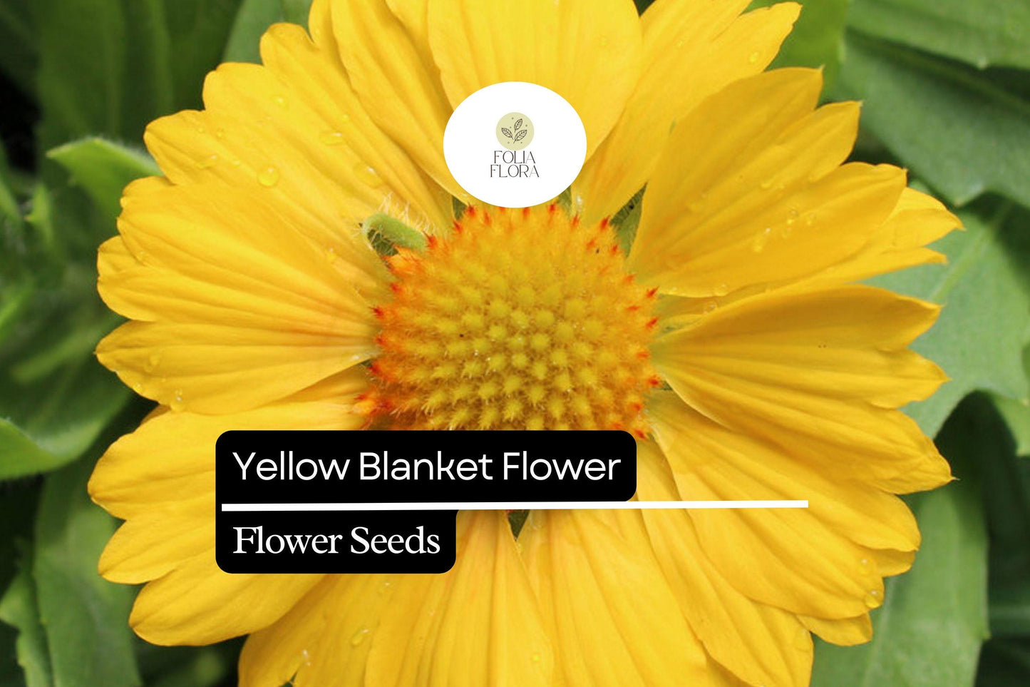 25 Yellow Blanket Flower Seeds – Gaillardia aristata 'Aurea Pura' – Perennial, Drought-Tolerant, Bright Yellow Blooms for Pollinators
