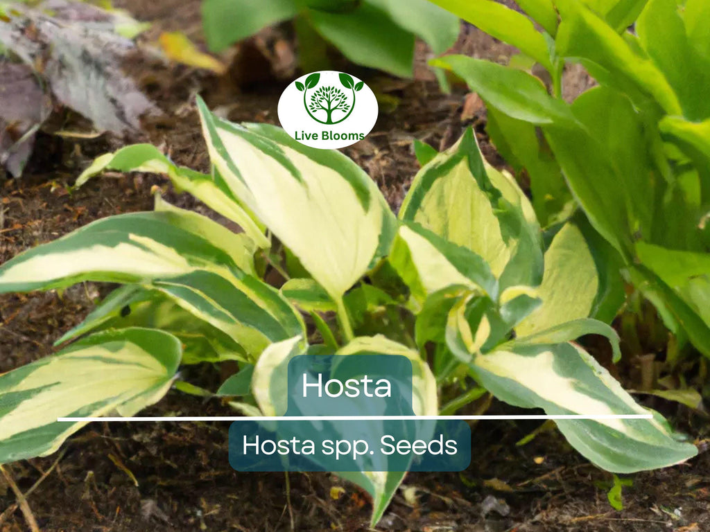 50 Hosta Seeds Mix - A Variety of Colors and Species, Perennial Shade Plant, Low Maintenance, Hardy Garden Starter, Decorative Foliage
