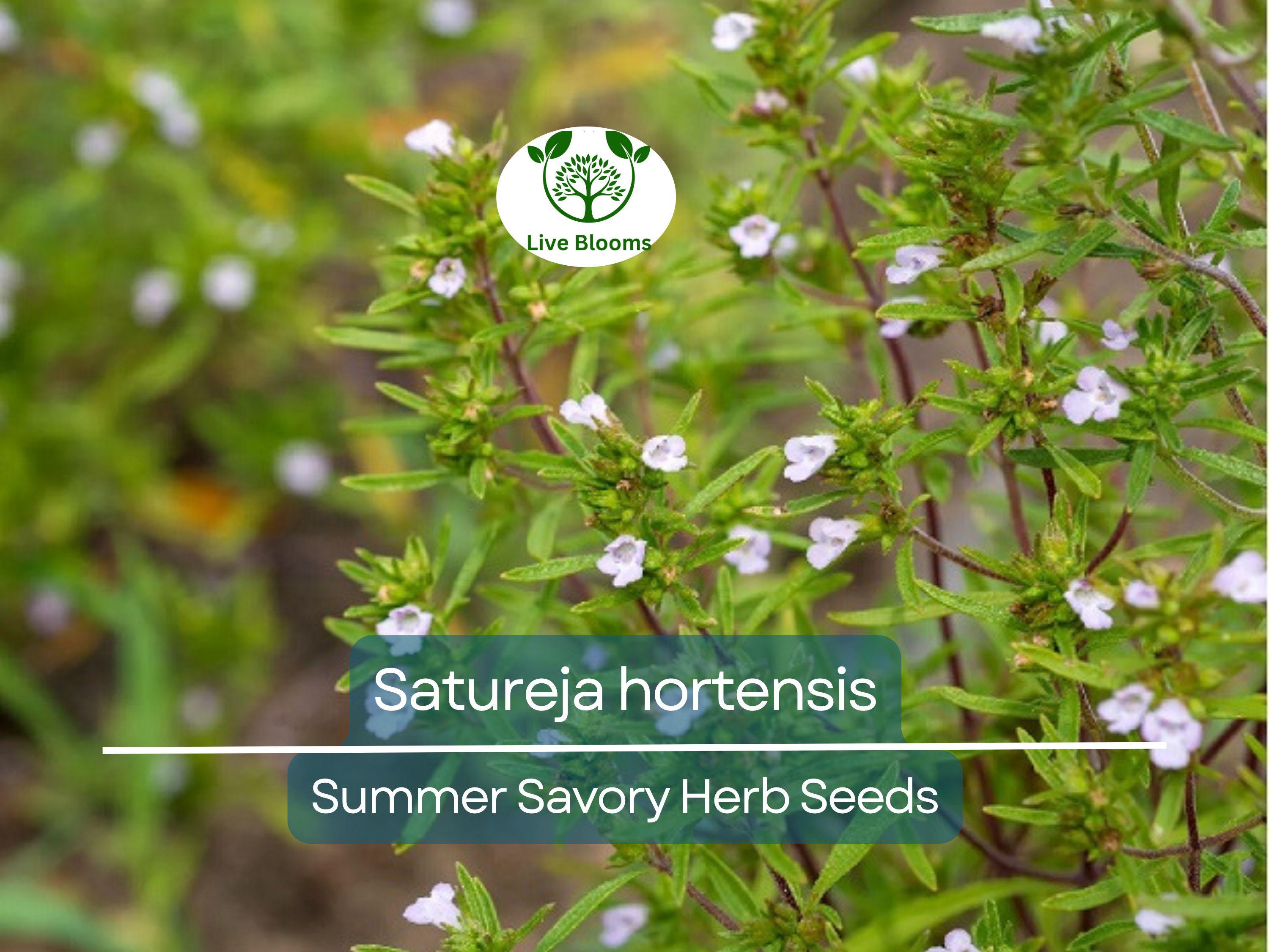 500 Summer Savory Seeds for Planting - Satureja hortensis - Fresh Herb for Cooking, Garden, Mediterranean Dishes, & Herbal Teas