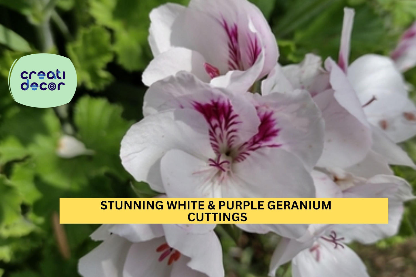 White & Purple Regal Geranium Cuttings | Fancy Pelargonium x 3 | 6" Unrooted Starts | Stunning Blooms for Pots Borders