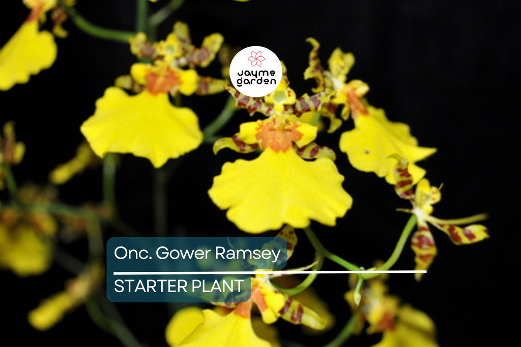 Onc. Gower Ramsey Live Orchid | Potted Yellow Orchid Seedling | Indoor & Outdoor Subtropical Beauty | Child and Pet Safe