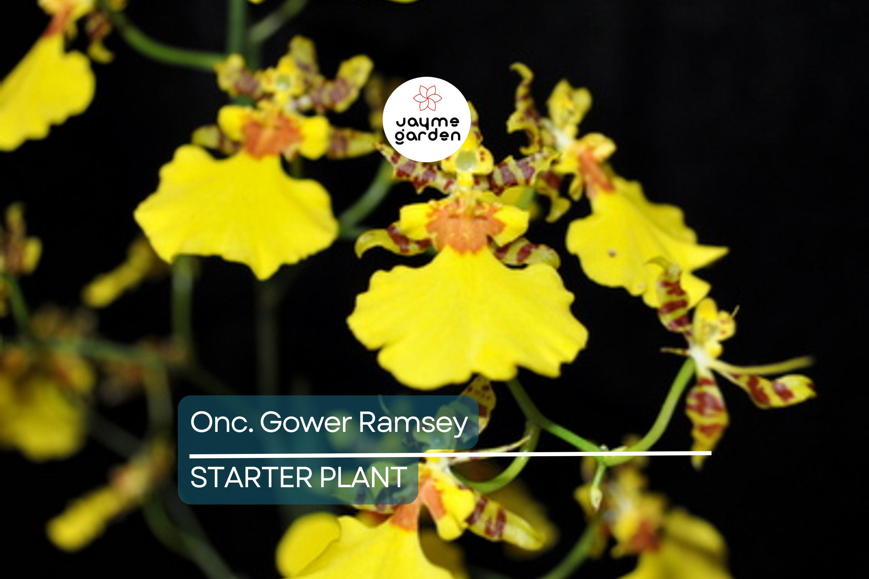 Onc. Gower Ramsey Live Orchid | Potted Yellow Orchid Seedling | Indoor & Outdoor Subtropical Beauty | Child and Pet Safe