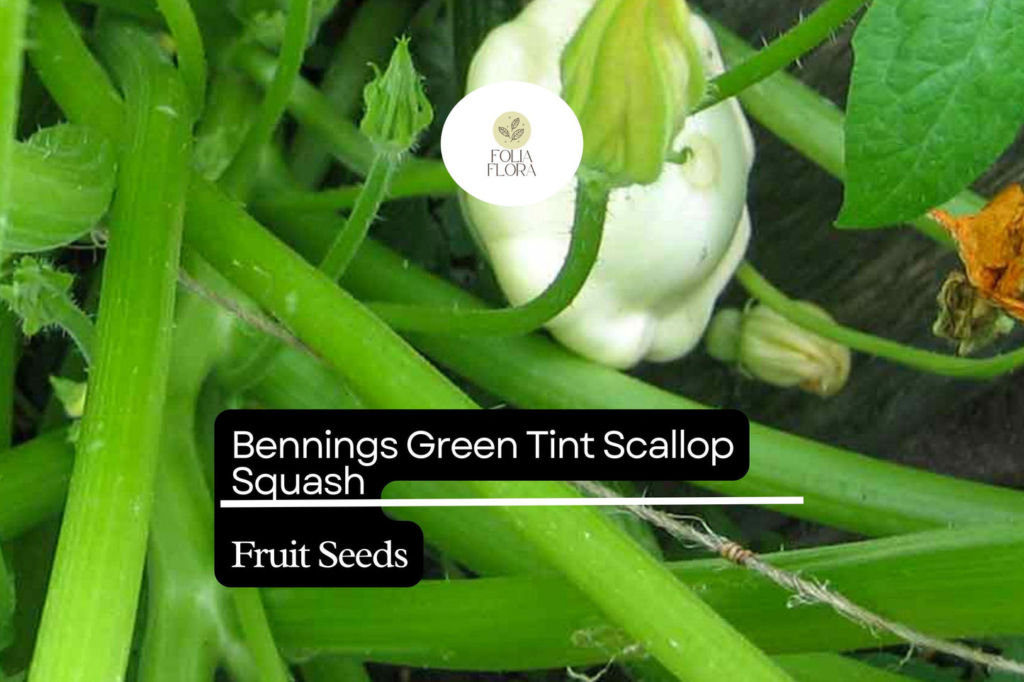 15 Seeds Bennings Green Tint Scallop Squash (Cucurbita pepo) – Heirloom Pattypan Squash with Tender Flavor