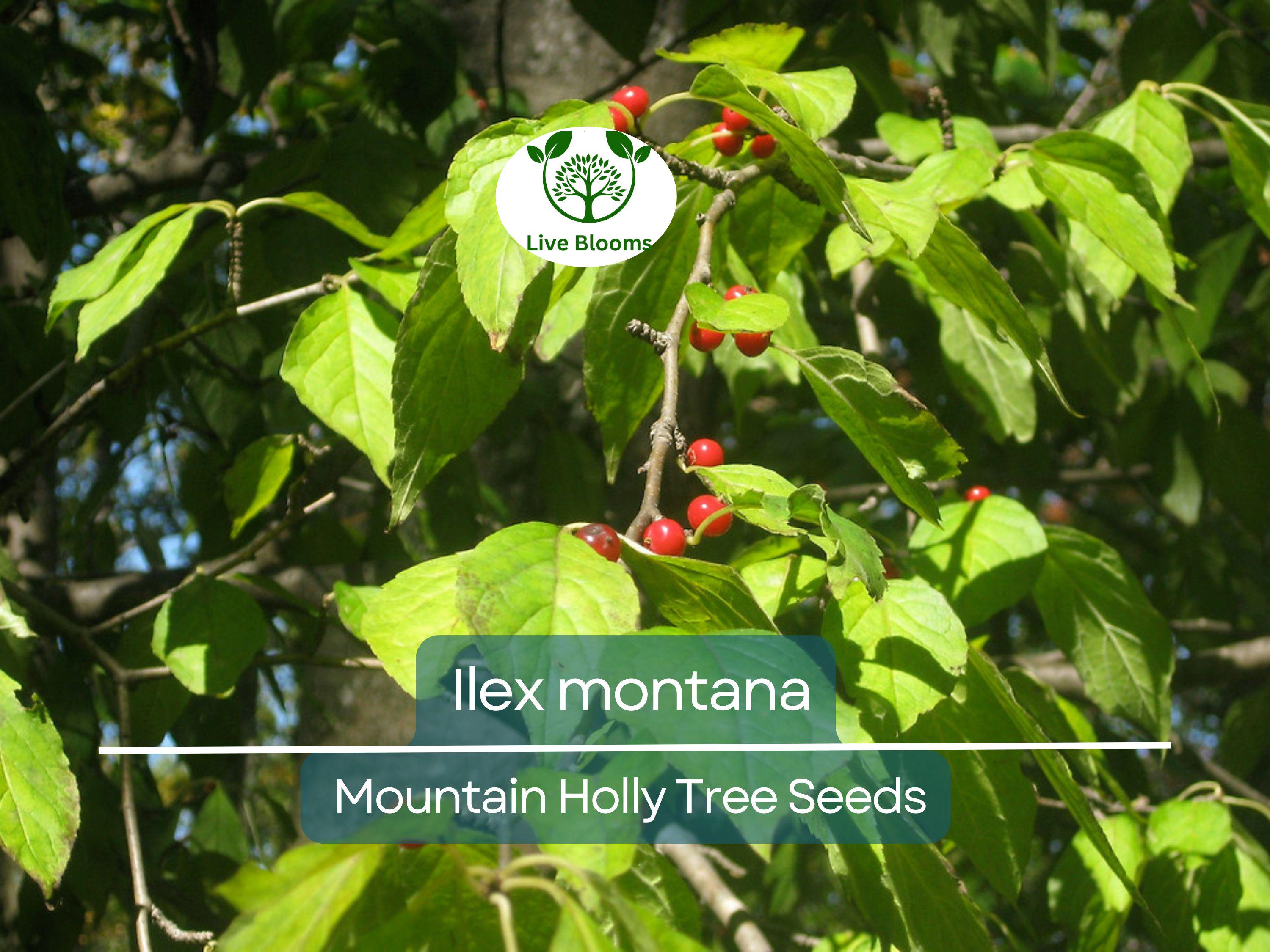 500 mg Seeds Ilex Montana - Mountain Holly for Planting | Native Shrub for Gardens, Wildlife, and Landscaping