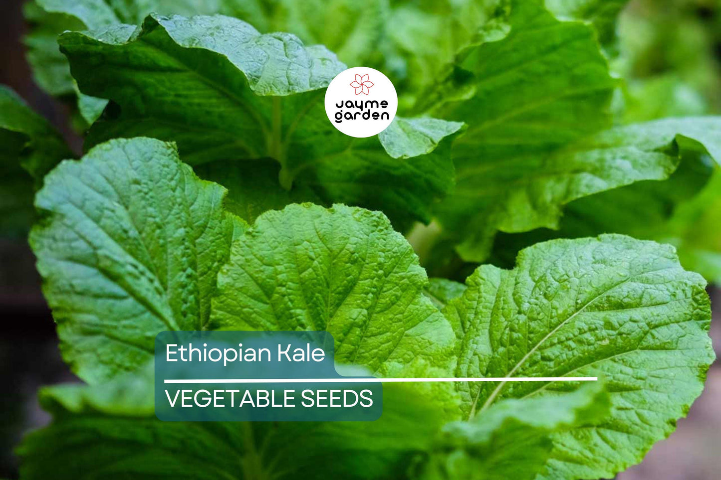 1,000 Ethiopian Kale Seeds - Brassica Carinata | Heirloom Non-GMO | Abyssinian Mustard | Nutritious Leafy Green | Free Shipping