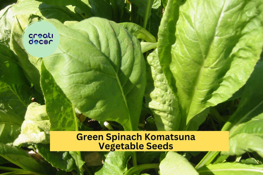 3pcs of 500mg Mustard Spinach Komatsuna Seeds – Tendergreen Asian Greens for Containers, Garden Beds & Fast Harvest Seeds for Planting
