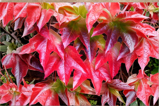 Virginia Creeper Seeds – Parthenocissus quinquefolia | 10 Seeds | Native Climbing Vine | Fast Growing Ornamental