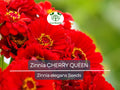 100 Zinnia CHERRY QUEEN Seeds - Red Scarlet Blooms, Cut Flowers, Non-GMO, Attracts Hummingbirds - Zinnia elegans