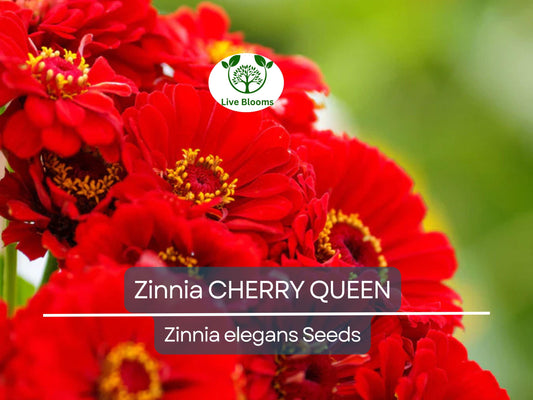 100 Zinnia CHERRY QUEEN Seeds - Red Scarlet Blooms, Cut Flowers, Non-GMO, Attracts Hummingbirds - Zinnia elegans