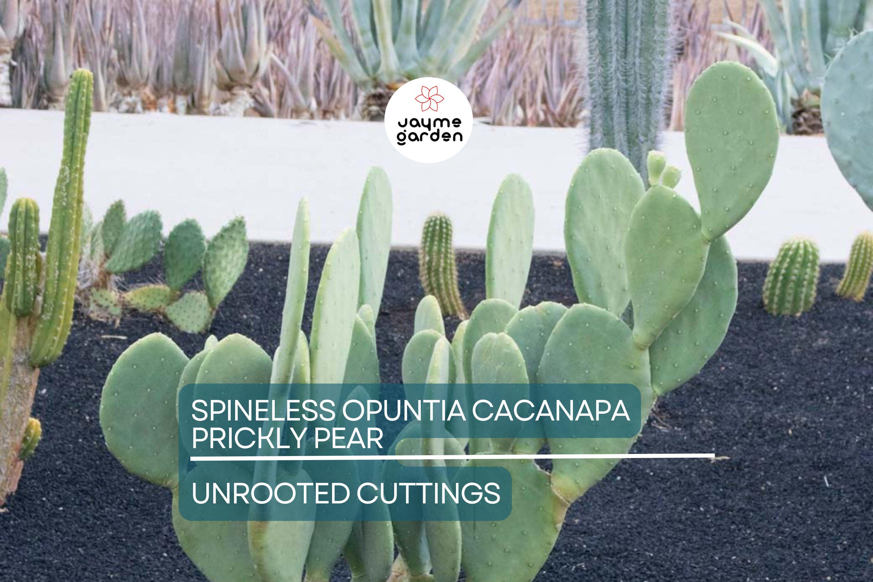 Hardy Opuntia Cacanapa Prickly Pear Cactus | 2 Pads/Cuttings | Winter Resistant, Easy to Grow