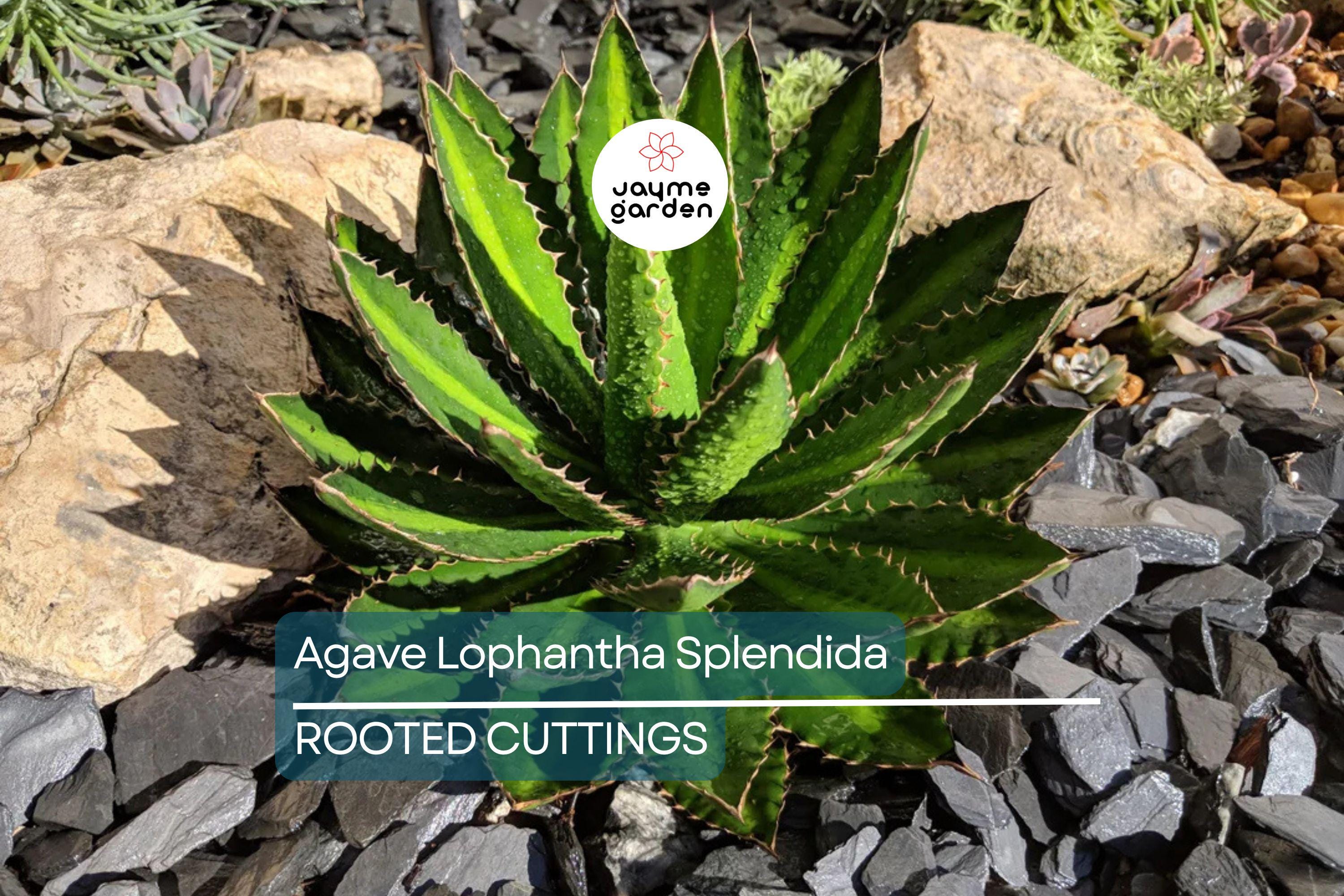 Agave Lophantha 'Splendida' – Rare Center Stripe Agave Succulent – 3" Tall Starter Plant – Exotic & Hardy