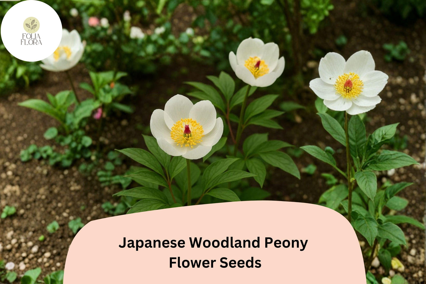 Japanese Woodland Peony Seeds 5 | Paeonia japonica Shade-Loving White Spring Flower