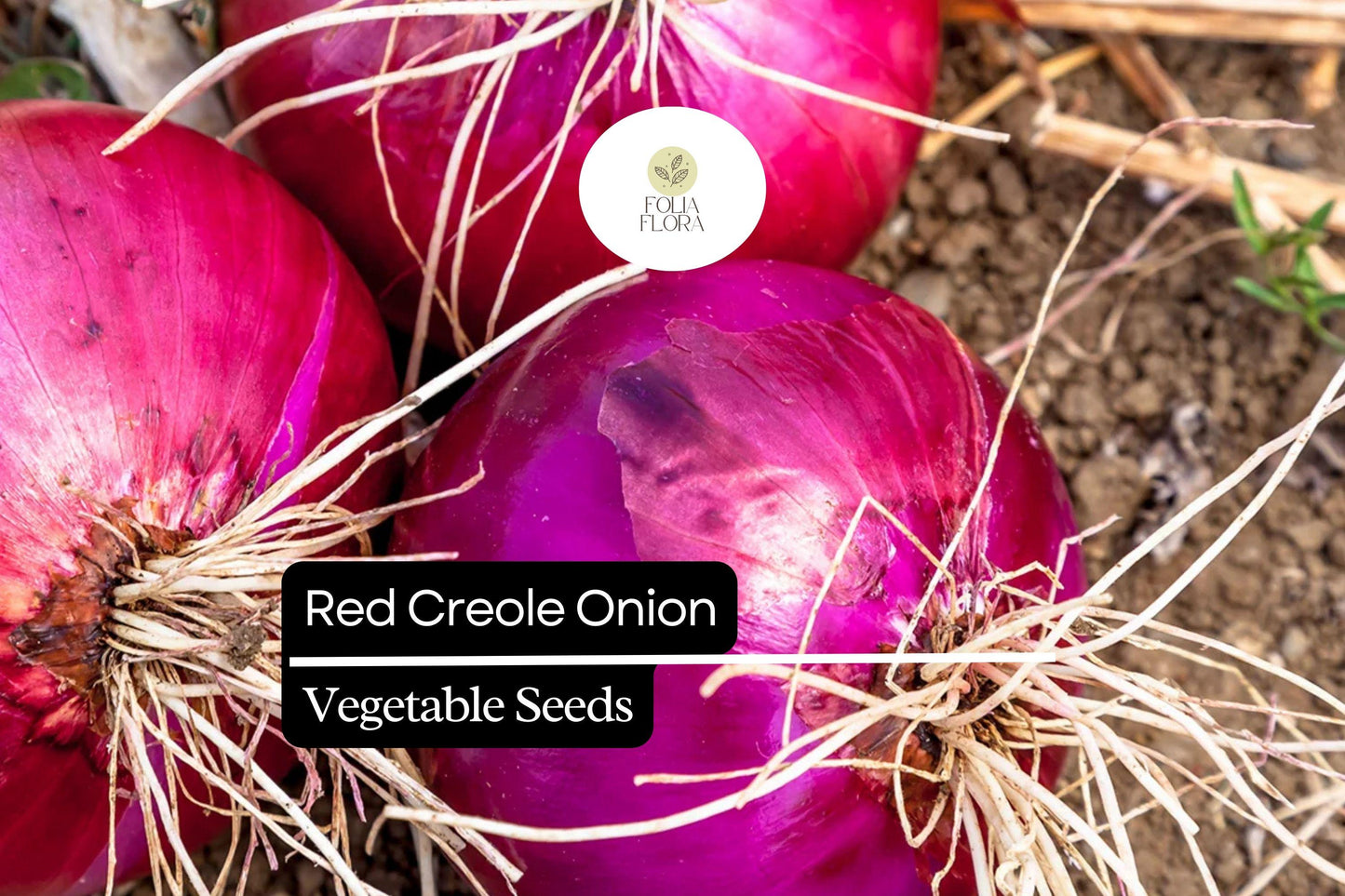 200 Seeds Red Creole Onion, Allium Cepa, Flavorful Heirloom for Cooking and Storing