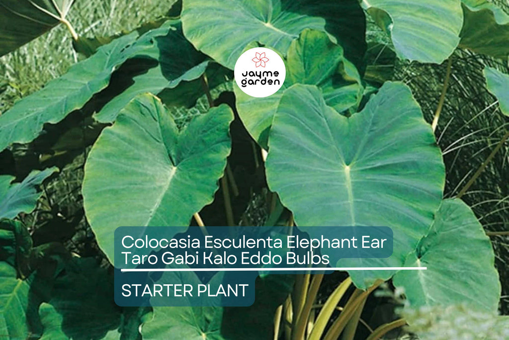 15 Colocasia Esculenta Bulbs - Elephant Ear Taro, Gabi, Kalo, Eddo - Ready to Grow, Tropical Plants
