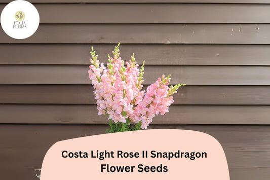 Costa Light Rose II Snapdragon Seeds (Antirrhinum majus) | 1000+ Seeds | Soft Rose-Pink Blooms for Garden & Cut Flowers