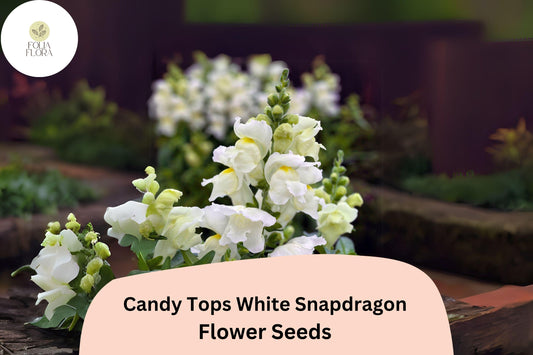 Candy Tops White Snapdragon Seeds (Antirrhinum majus) | 1000+ Seeds | Compact, Pure White Blooms for Garden & Containers