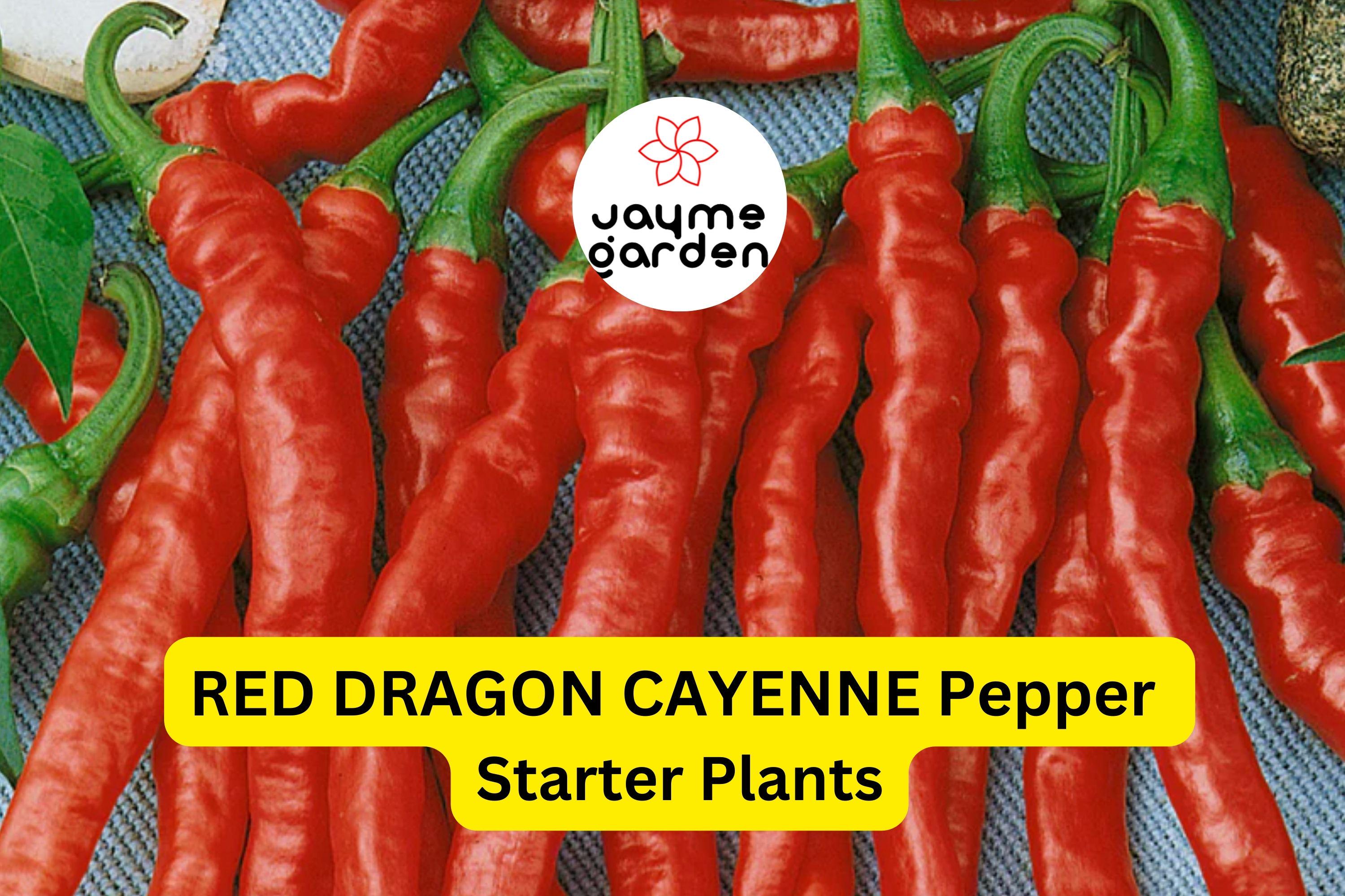 3 Red Dragon Cayenne Pepper Starter Plants - Spicy & High Yield Chili - Great for Hot Sauce, Drying, Cooking