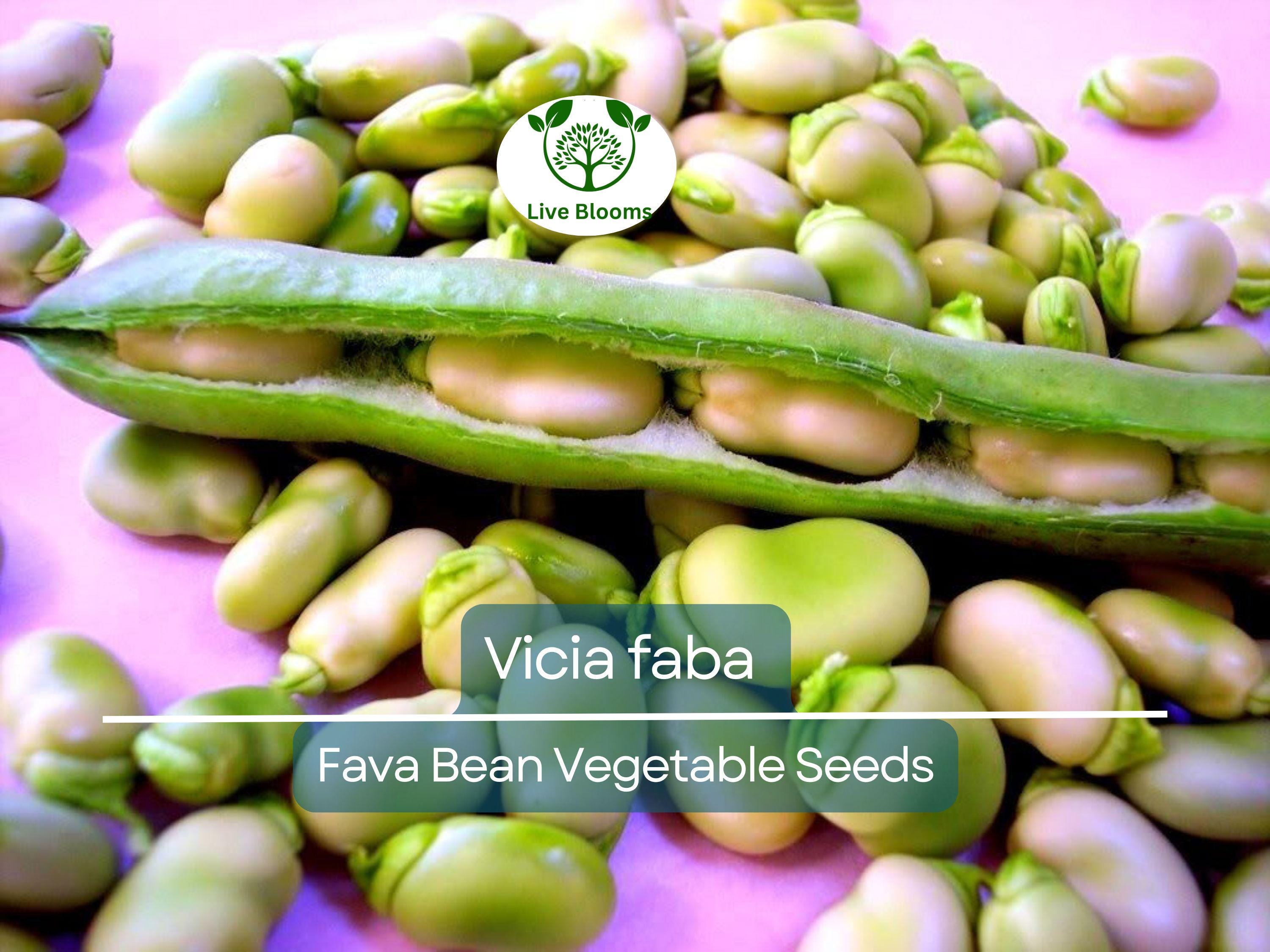 5 Seeds Fava Bean - Vicia faba | Heirloom Bean for Planting, Gardening & Culinary Use | Nutrient-Rich, Versatile Legume