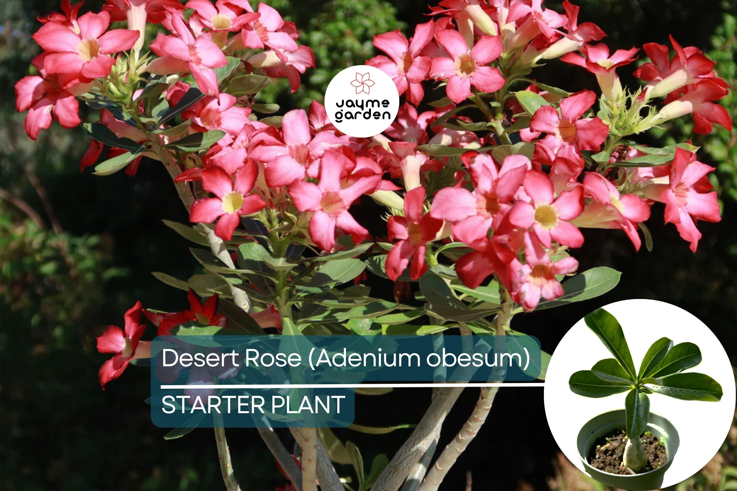 Desert Rose (Adenium obesum) Starter Plant | Unique Bonsai-Like Shape | Beautiful Flowering Indoor/Outdoor Plant