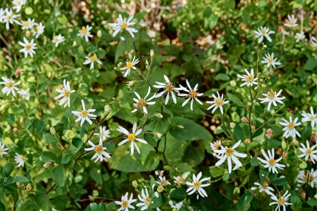 Eurybia schreberi – Schreber's Wood Aster | 100 Seeds | Native Woodland Aster Wildflower | Pollinator Garden Plant