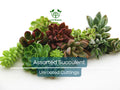 15 Assorted Succulent Unrooted Cuttings 1-2" - 50+ Varieties, Ideal for Propagation, Easy Care, Cactus & Succulent Plant Collection