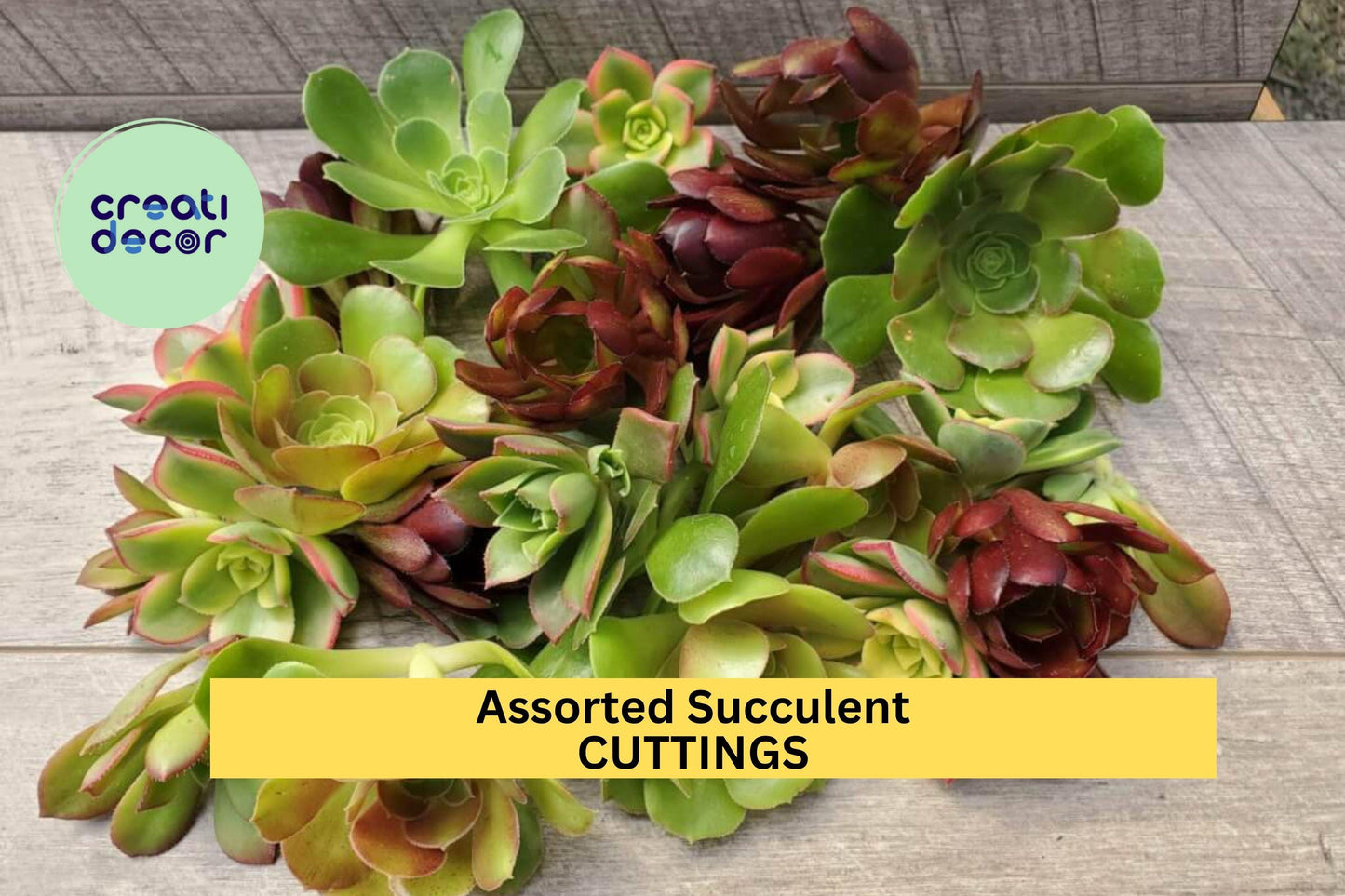 20 Assorted Succulent Cuttings – 18 Varieties | Unrooted Mixed Cuttings for DIY Gardens, Pots, Terrariums, or Party Favors