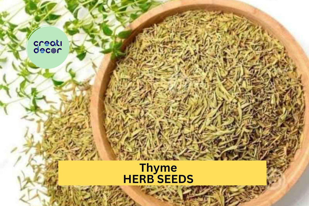 3pcs of 100mg Thyme Seeds – Aromatic Culinary Herb for Containers, Borders, Rock Gardens, and Kitchen Garden Planting Seeds for Planting
