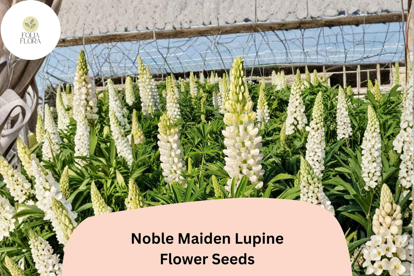 25+ Noble Maiden Lupine Seeds | White Lupinus | Elegant Spring Bloom Spikes for Garden Planting
