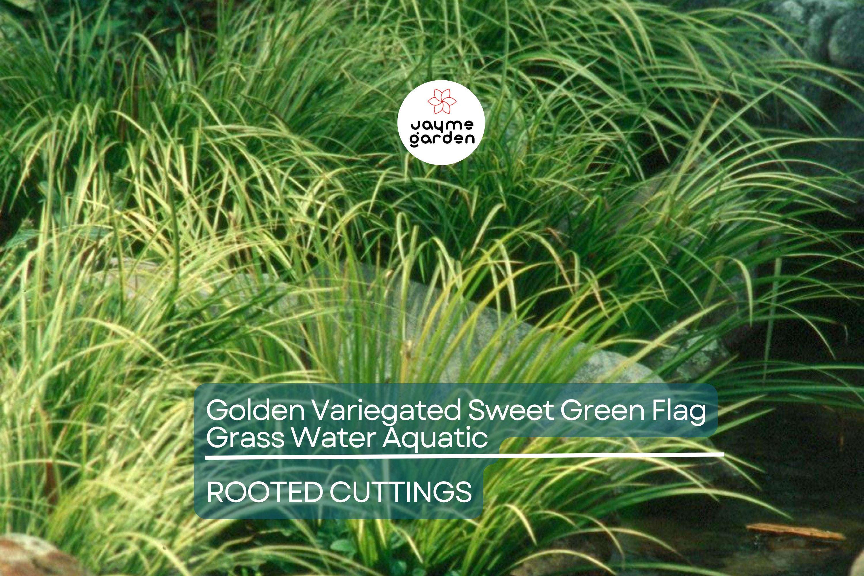 Golden Variegated Sweet Flag Grass - Acorus Gramineus Ogon - Potted Aquatic Pond Plant, Bright Yellow Foliage